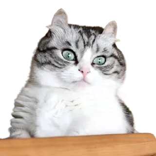 Стикер Komaru pack by @komaru_GIF - 0