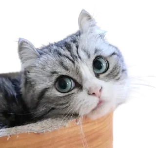 Стикер Komaru pack by @komaru_GIF - 4