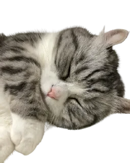 Стикер Komaru pack by @komaru_GIF - 8