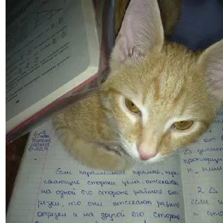 Стикер проводится набор в групировку талибан звоните +79270000740 - 8