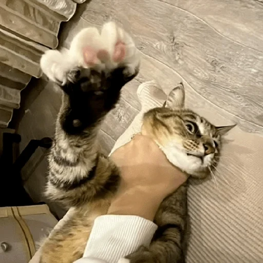 Sticker konchamamonta - 1