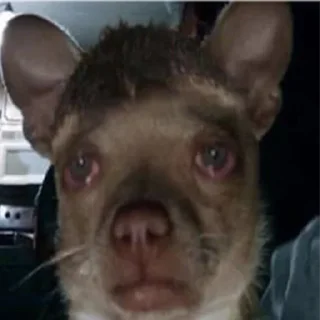 Sticker Чпок - 0