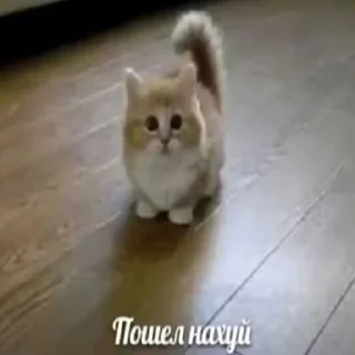 Sticker Чпок - 8