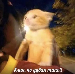 Sticker котики(!) - 7