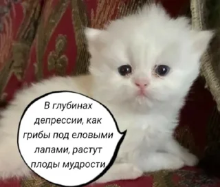 Sticker котики(!) - 1