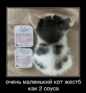 Sticker котики(!) - 0