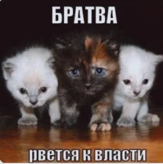 Sticker котики(!) - 2