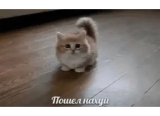 Sticker котики(!) - 11