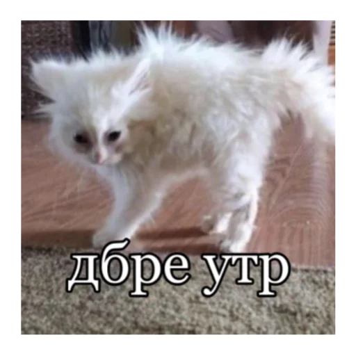 Стикер кты - 8