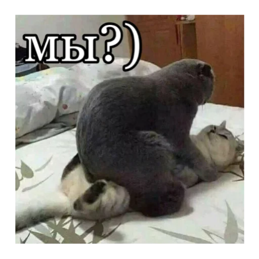 Стикер кты - 6