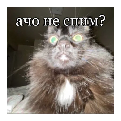 Стикер кты - 5