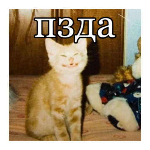 Стикер кты - 2