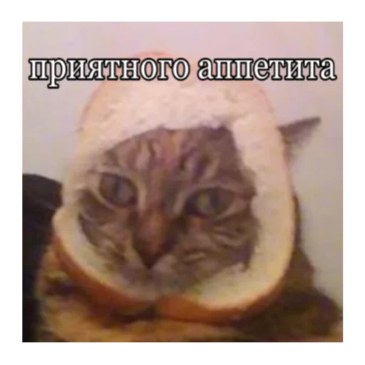 Стикер кты - 1