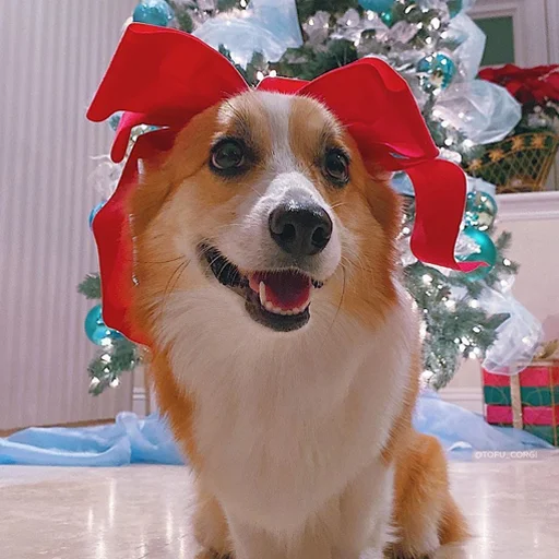 Sticker korgi_for_vika_lv - 1