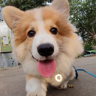 Sticker корги 💘 - 1