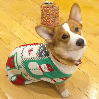 Sticker корги 💘 - 2