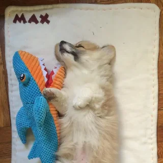 Sticker корги 💘 - 5