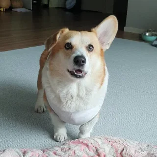 Sticker корги 💘 - 11