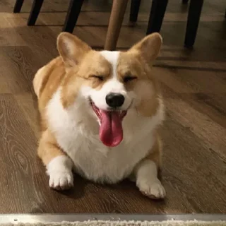 Sticker корги 💘 - 0