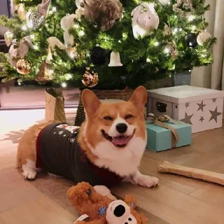 Sticker корги 💘 - 8