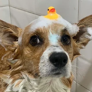 Sticker корги 💘 - 7