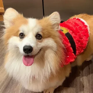 Sticker корги 💘 - 3