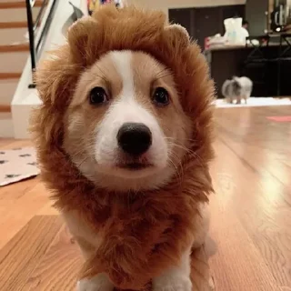 Sticker корги 💘 - 4