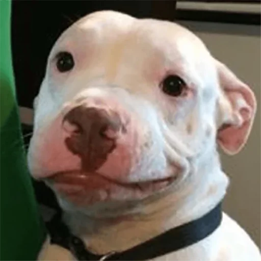 dog breed mammal pet