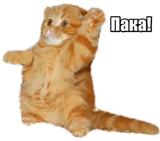 Sticker kosehk40 - 1