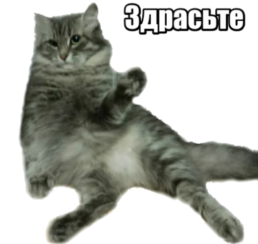 40 кошек - 