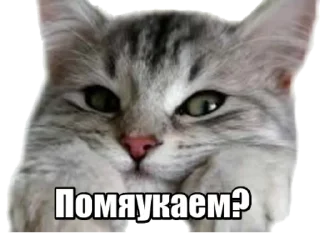 Sticker 40 кошек - 4