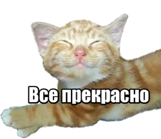 Sticker 40 кошек - 1