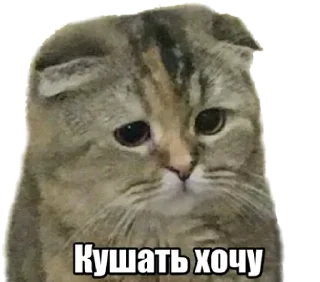 Sticker 40 кошек - 10