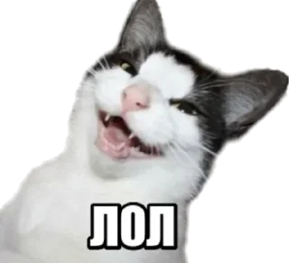 Sticker 40 кошек - 6