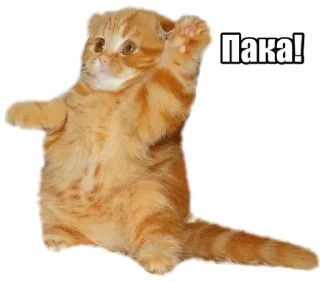 Sticker 40 кошек - 5