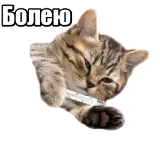 Sticker 40 кошек - 0