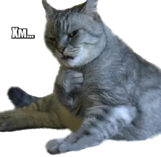 Sticker 40 кошек - 11