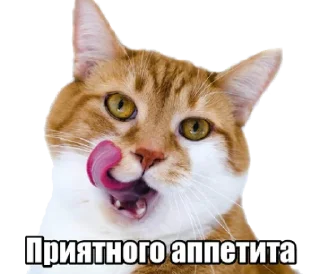 Sticker 40 кошек - 3