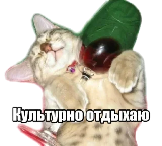 Sticker 40 кошек - 9