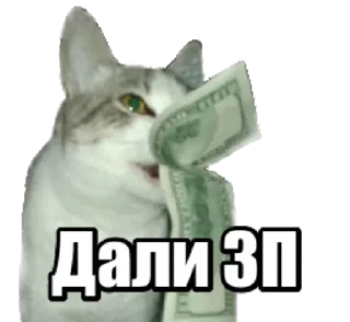 Sticker 40 кошек - 2