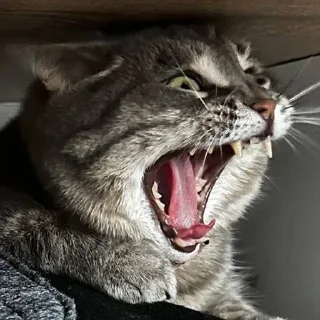 Стикер сладкая кощечка_ПК - 11