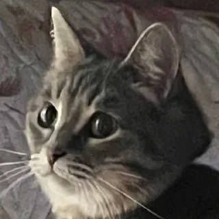 Стикер сладкая кощечка_ПК - 6