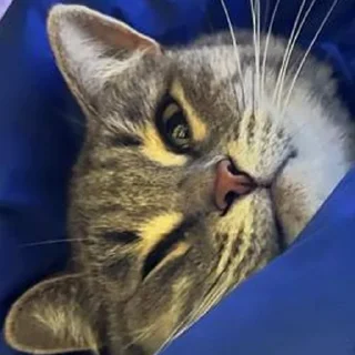 Стикер сладкая кощечка_ПК - 4