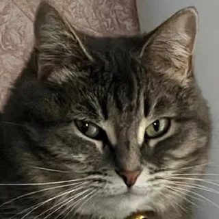 Стикер сладкая кощечка_ПК - 9