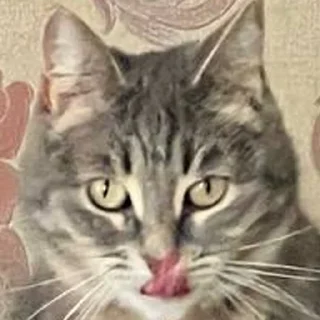 Стикер сладкая кощечка_ПК - 7