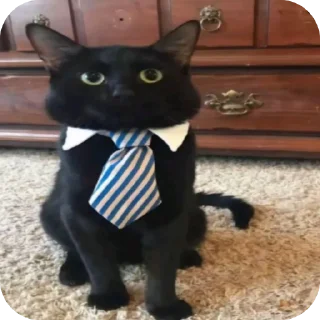 Стикер кошечки лапочки какащечки - 8