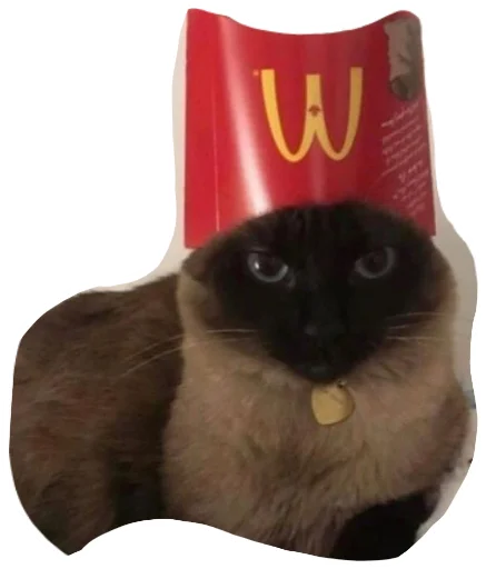 кошки малого и среднего размера домашняя кошка животное