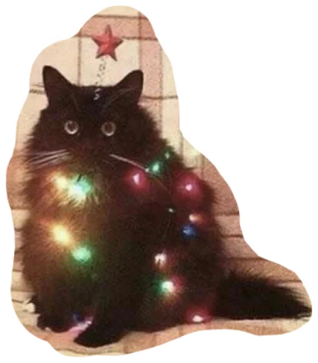 кошки малого и среднего размера кошачьи кошка