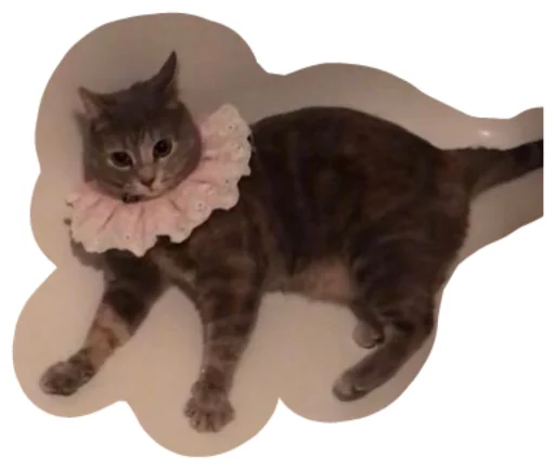 кошки малого и среднего размера кошка домашняя кошка