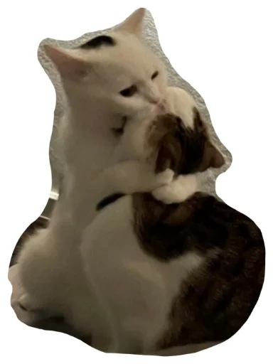 животное кошачьи кошки малого и среднего размера